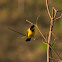 Chopim-do-brejo(Yellow-rumped Marshbird)