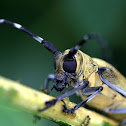 台灣桑天牛longhorned beetle