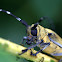 台灣桑天牛longhorned beetle