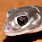 Smooth Knob-tailed Gecko