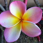 Tri-colour Frangipani