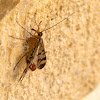 Scorpion Fly