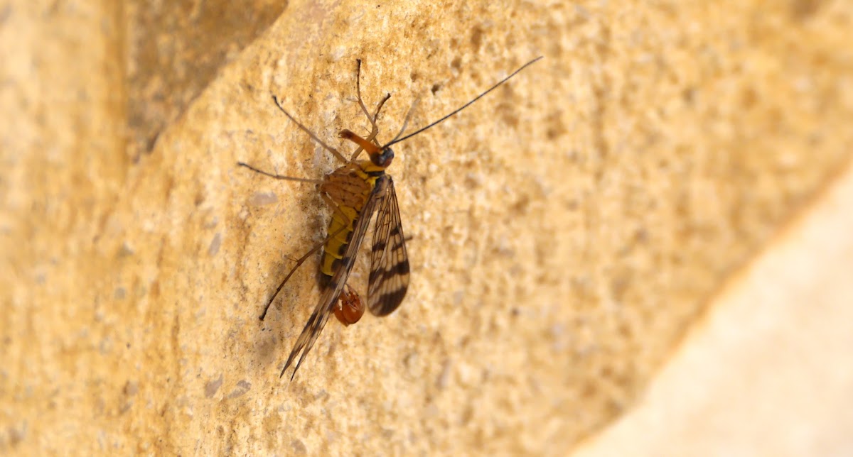 Scorpion Fly