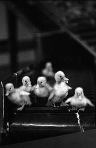 Eendenkuikenbroederij