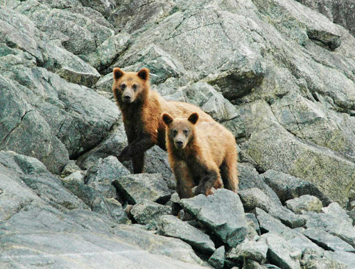 Glacier-Bay-brown-bears - Brown bears in Glacier Bay National Park in Alaska.