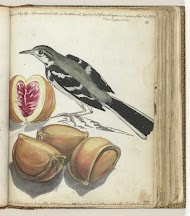 Wagtail with Fruit
