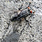 Flesh Fly