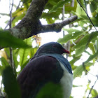 Kererū