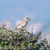 Woodchat Shrike; Alcaudón Común