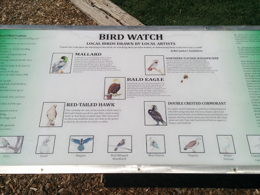 Bird Watch Infograph