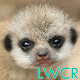 baby meerkat live wallpaper APK