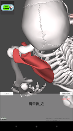 And acupuncture courtyard anatomy (skeletal) 3d poster 3