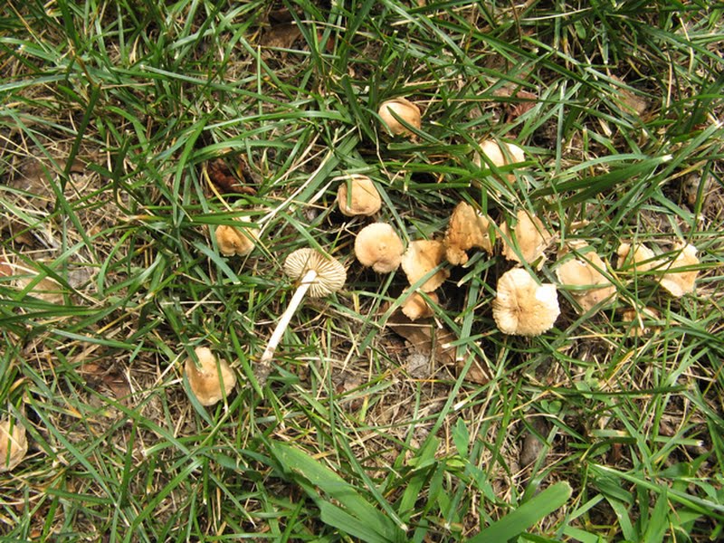 Marasmius oreades (Fairy-ring Mushroom)