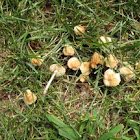Marasmius oreades (Fairy-ring Mushroom)
