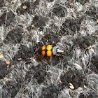 Banded sexton beetle