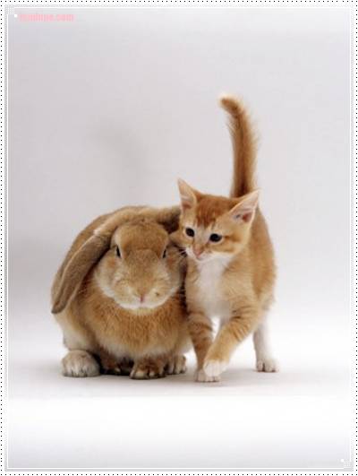 romance and love