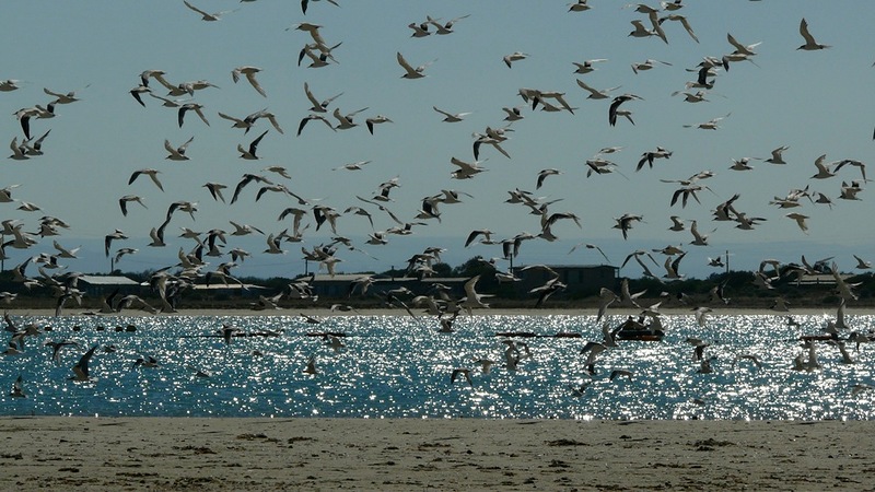 wildlife nature photography