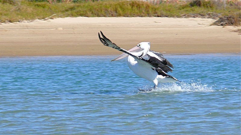 wildlife nature photography