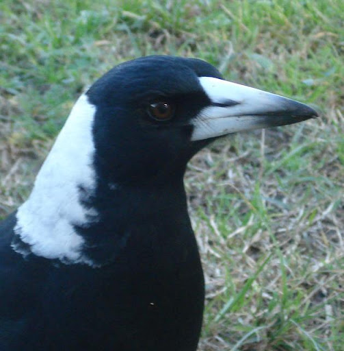 Australian Magpie