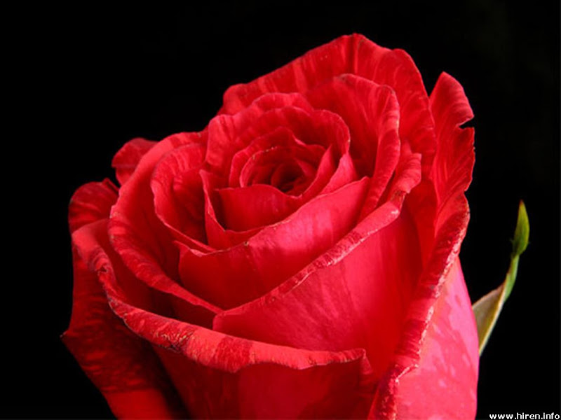 rose-closeup-4d.jpg