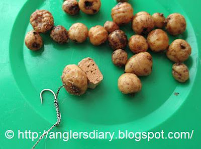 North West Carp: Tiger Nuts for Carp