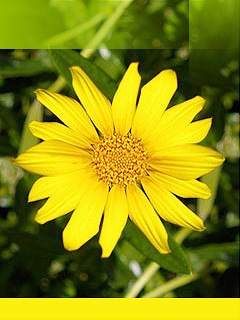 [Petals[2].jpg]