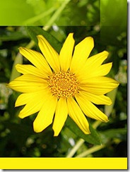 Petals