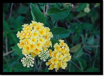 yellow_rose