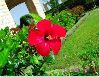 FLOWER