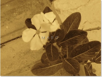 flower2