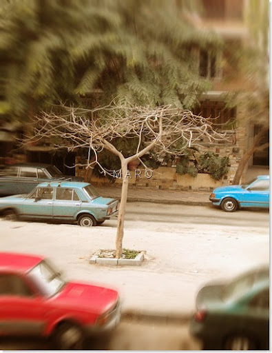tree final