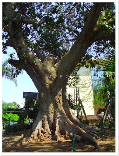 tree