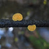 Orange pore fungus