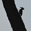 Black-rumped Flameback,  Lesser Golden-backed Woodpecker or Lesser Goldenback