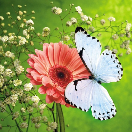 免費下載個人化APP|Butterfly HD Live Wallpaper app開箱文|APP開箱王