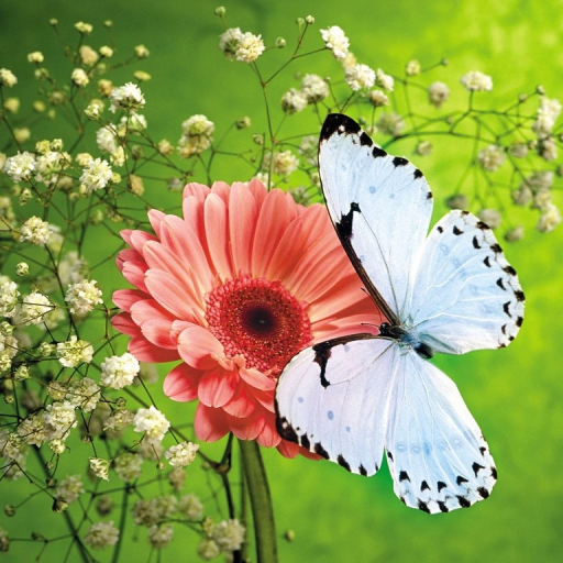 【免費個人化App】Butterfly HD Live Wallpaper-APP點子