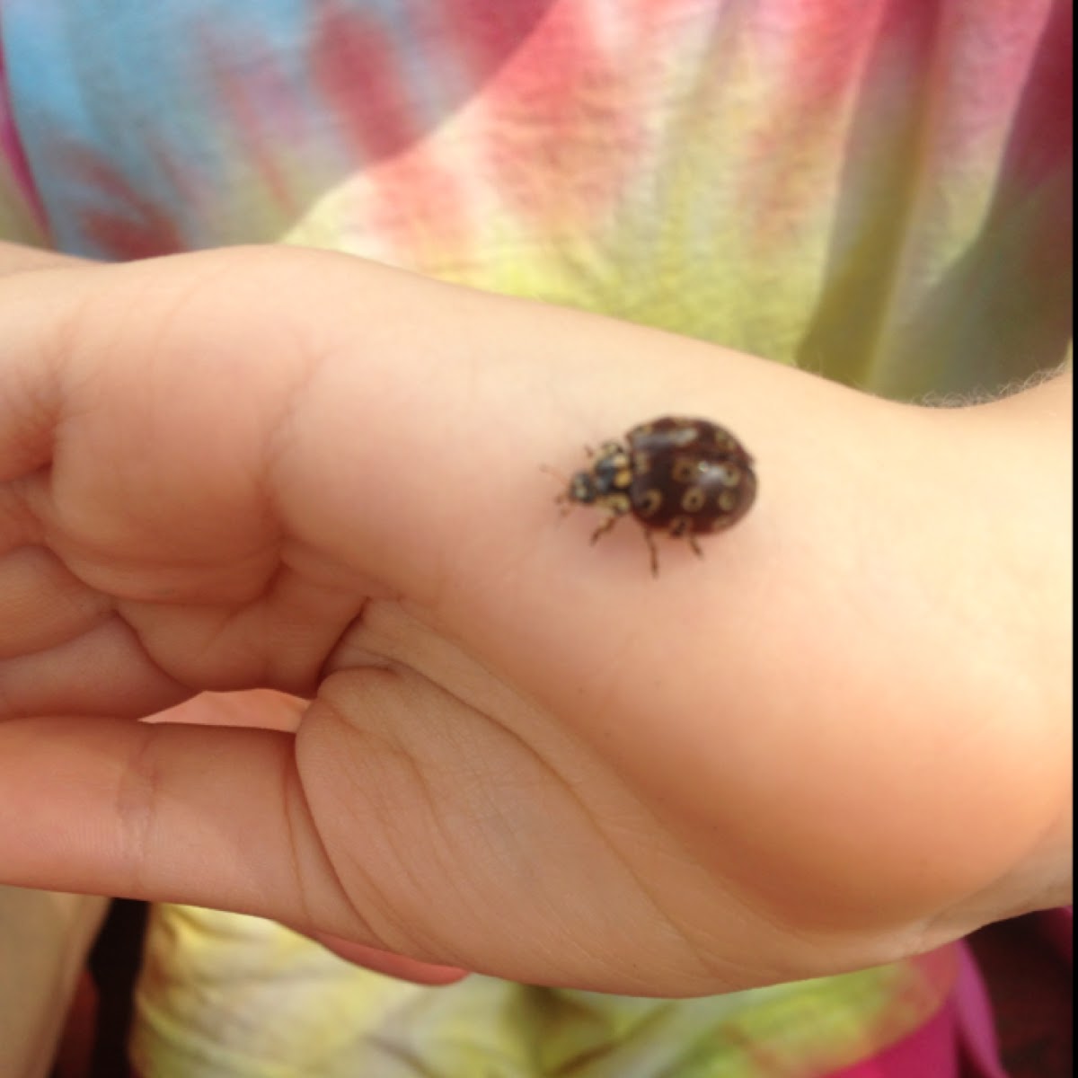 Eye-spotted Lady Beetle