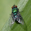 Green Bottle Fly