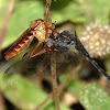 Hanging thief robberfly