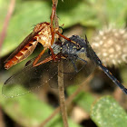 Hanging thief robberfly