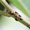 Membracid Planthopper (nymphs)