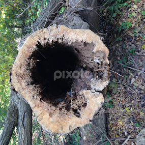 by Eileen MacWilliams Kirsch - Nature Up Close Trees & Bushes