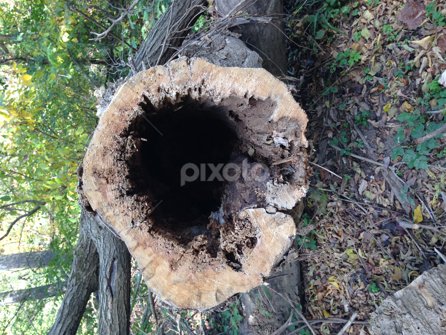 by Eileen MacWilliams Kirsch - Nature Up Close Trees & Bushes