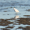 snowy egret