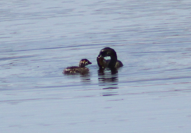 Pied-billed Grebe (with chick)