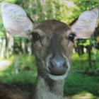 Deer, Borneo