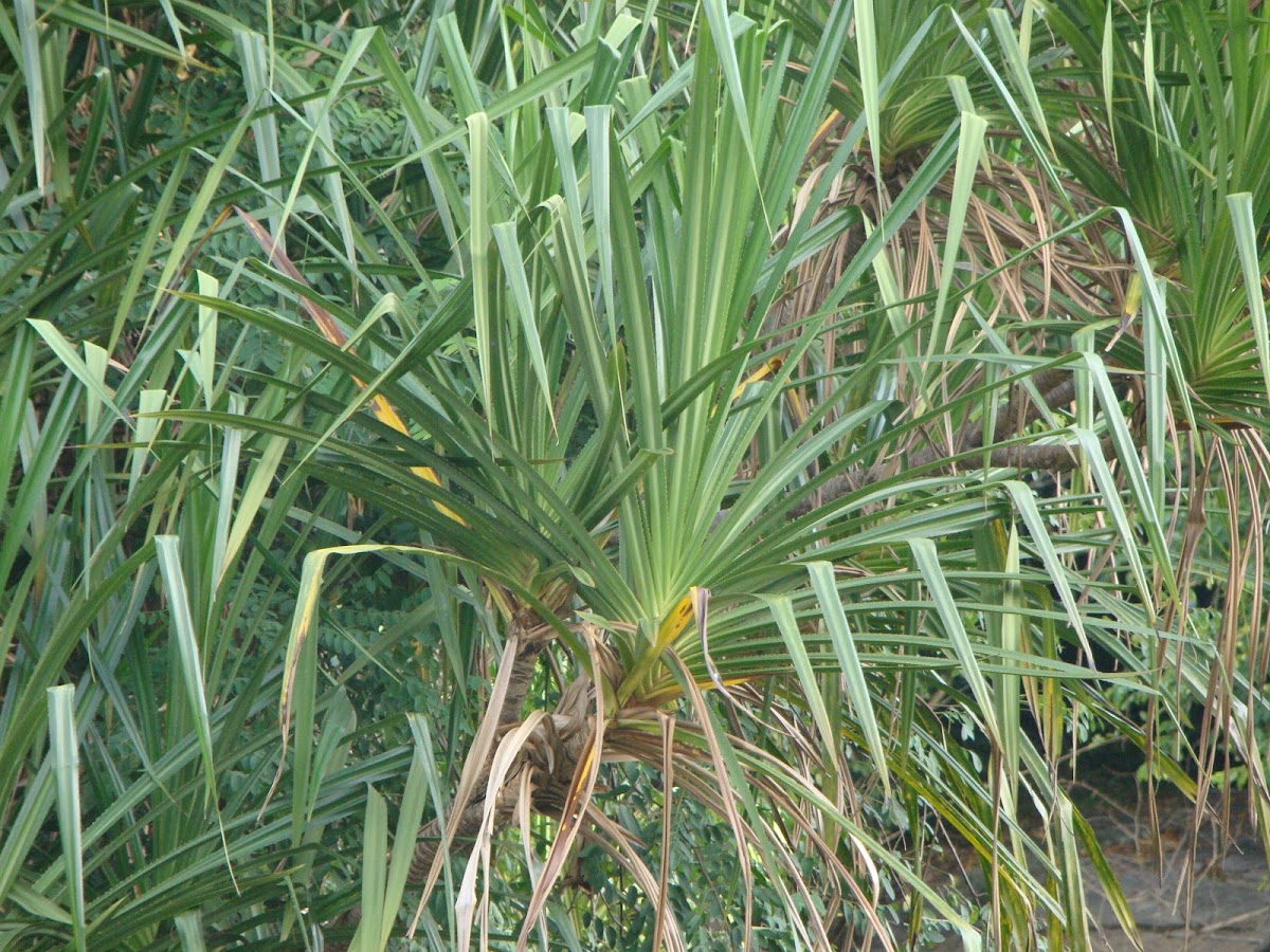 Common Screwpine /  கேதகை Ketakai, தாழை Talai