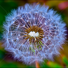 by Diana Margan - Nature Up Close Other plants