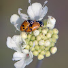 Adonis ladybird