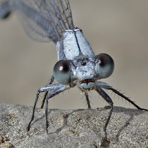 Ohio Dragonflies and Damselflies